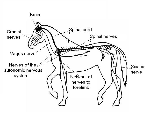 Nervous system worksheet answers