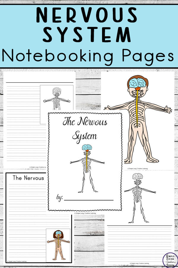 Nervous system notebooking pages