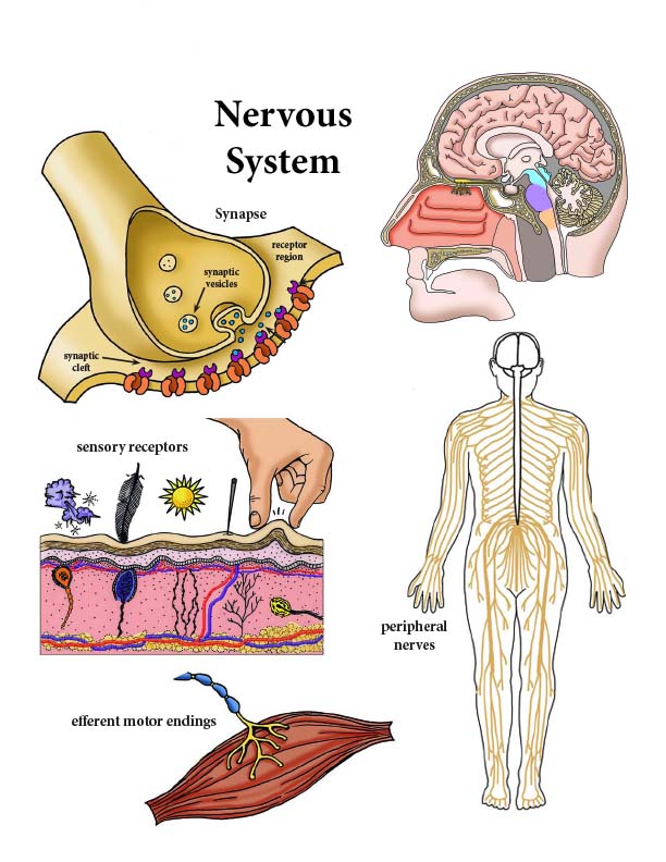 Nervous system reading color diagrams labeling and coloring activities combined bundle