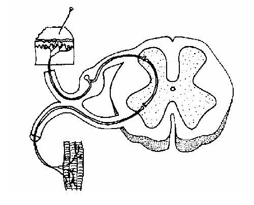 Nervous system worksheet