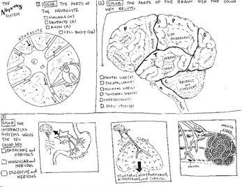 The nervous system coloring sheet by scientifically speaking is my favorite