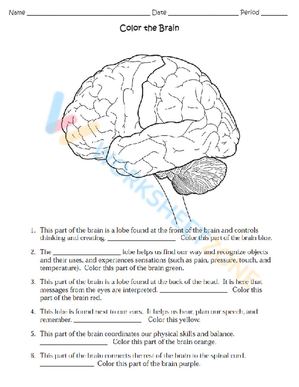 Free printable nervous system worksheet collection