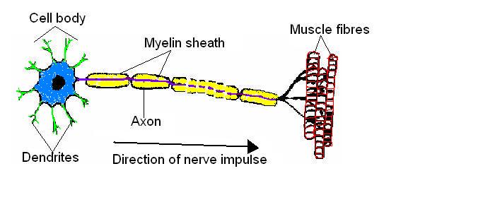 Nervous system worksheet answers