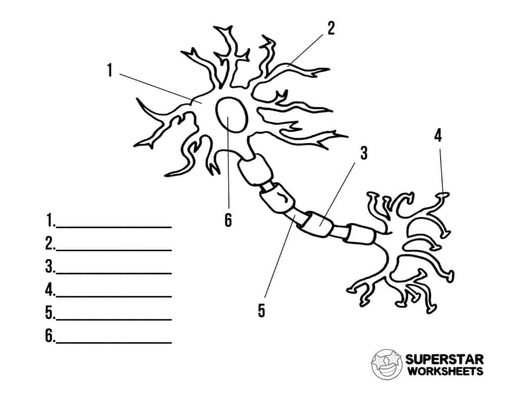 Neuron cell worksheets