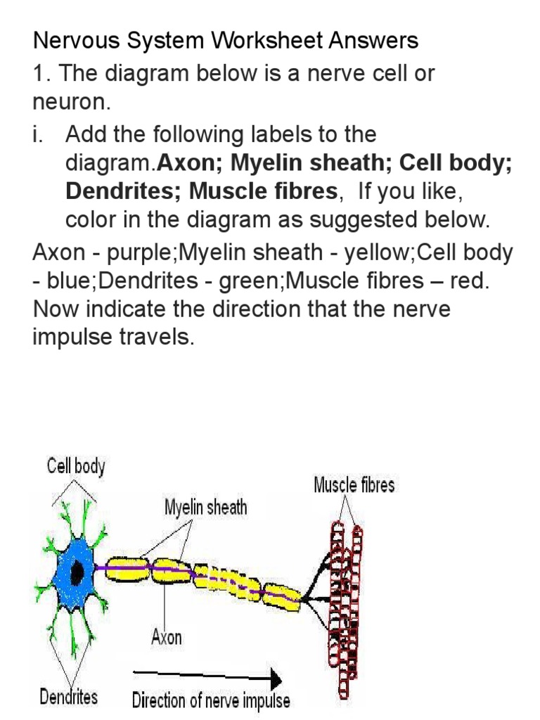 Nervous system worksheet answers dendrit muscle fibr if you like pdf neuron axon