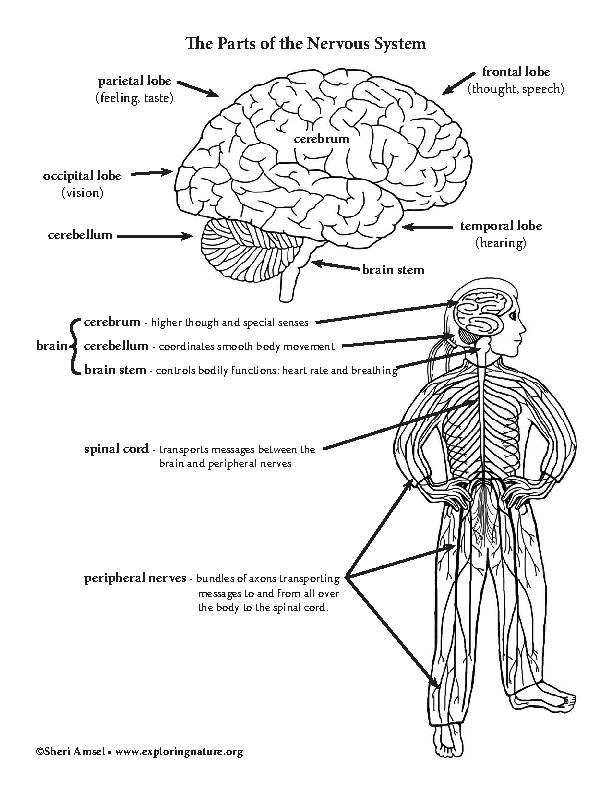 Nervous system reading color diagrams labeling and coloring activities