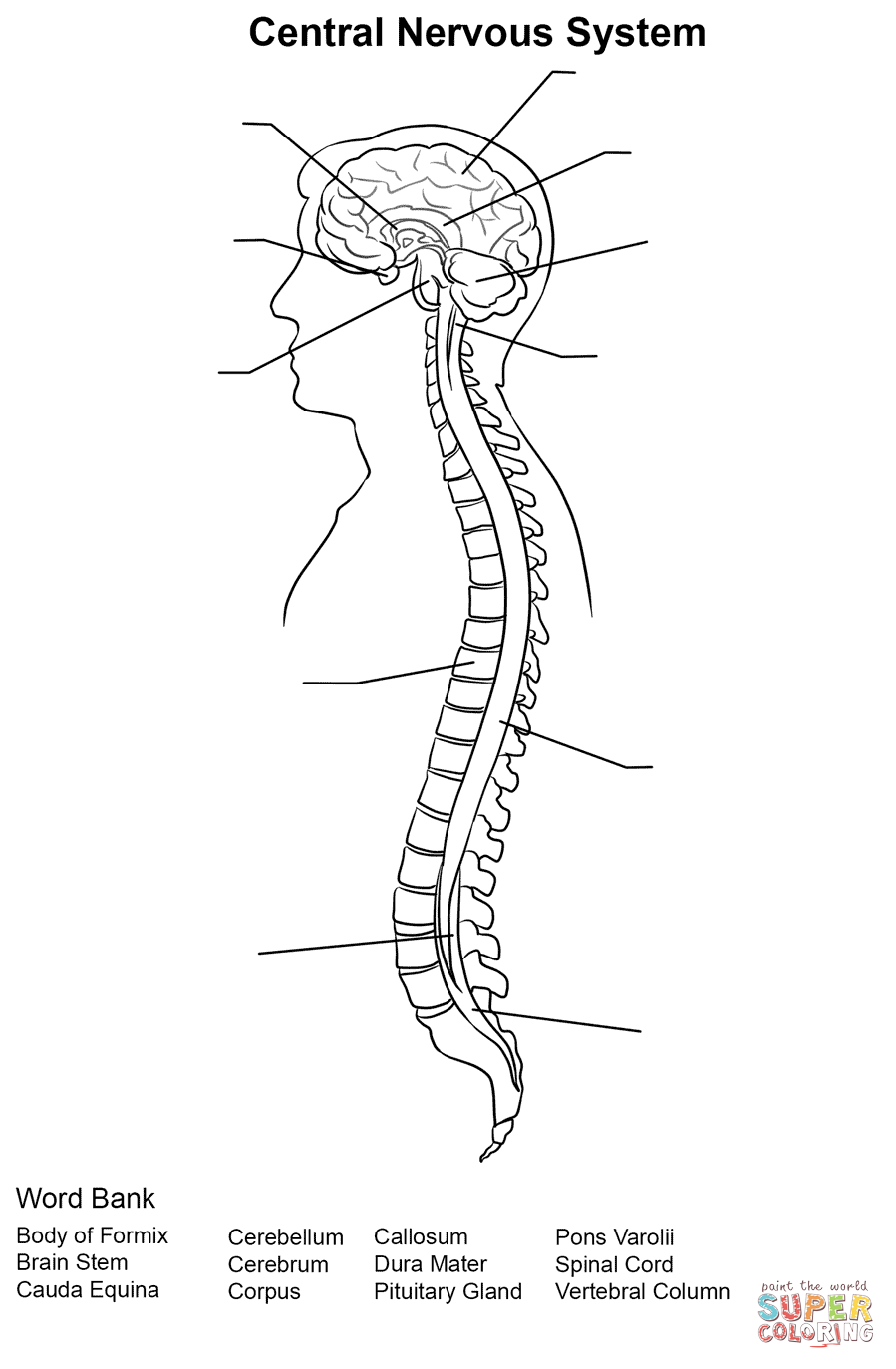 Central nervous system worksheet coloring page free printable coloring pages