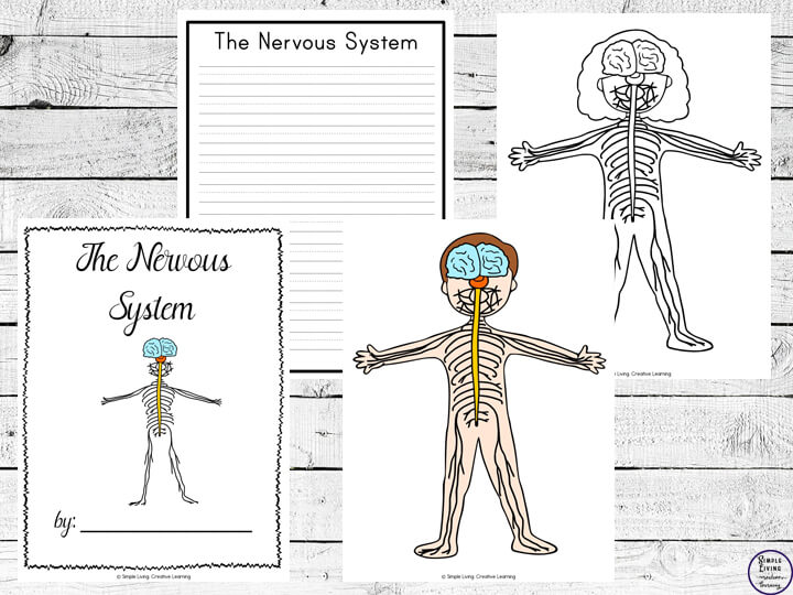 Nervous system notebooking pages