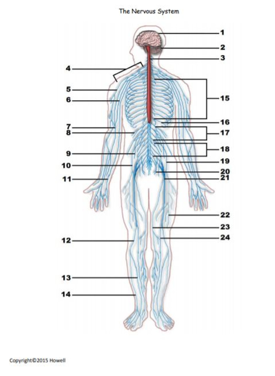 The nervous system identification quiz or worksheet for anatomy