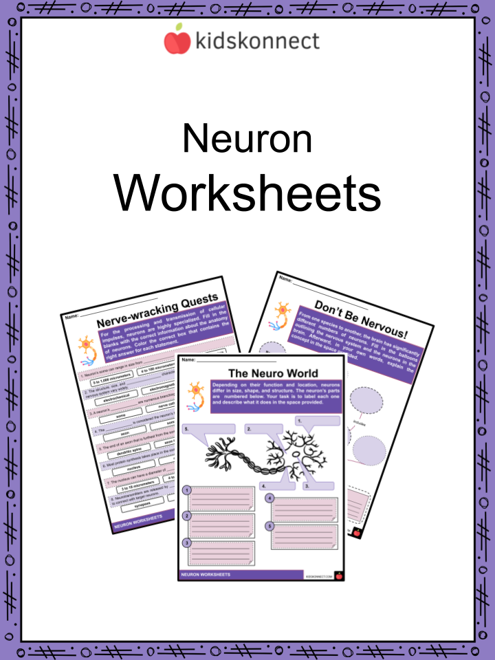 Neuron worksheets nervous system anatomy in the brain