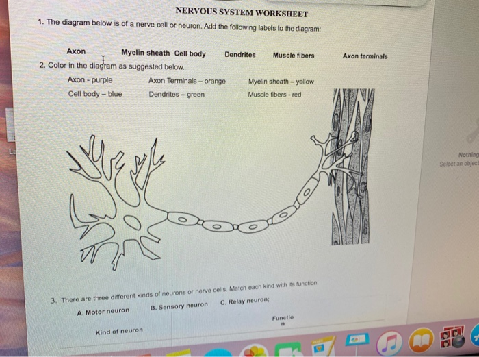 Solved nervous system worksheet the diagram below is of a