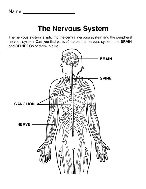 Neuro coloring ppages â glia