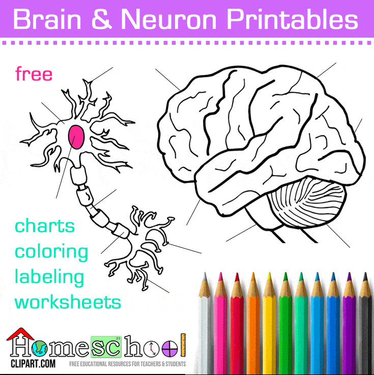 Brain neuron coloring pages