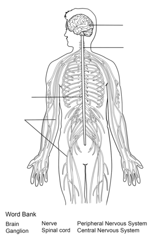 Nervous system worksheet coloring page free printable coloring pages