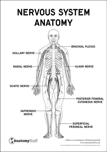 The autonomic nervous system anatomy function