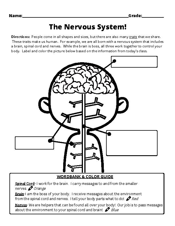 Nervous system worksheet grades