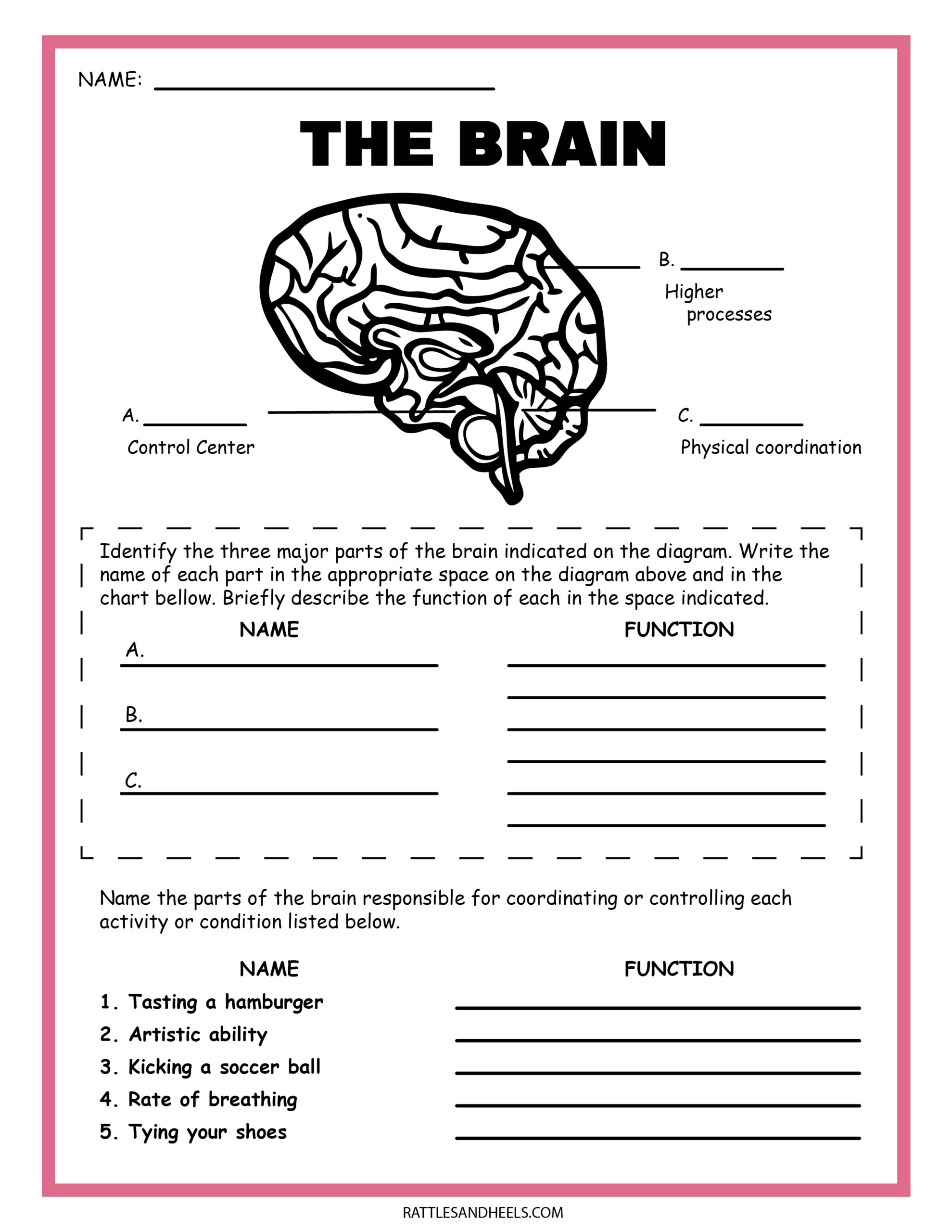 Free science worksheets the nervous system