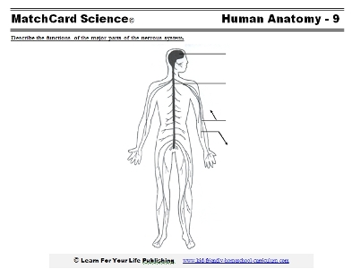 Nervous system for kids