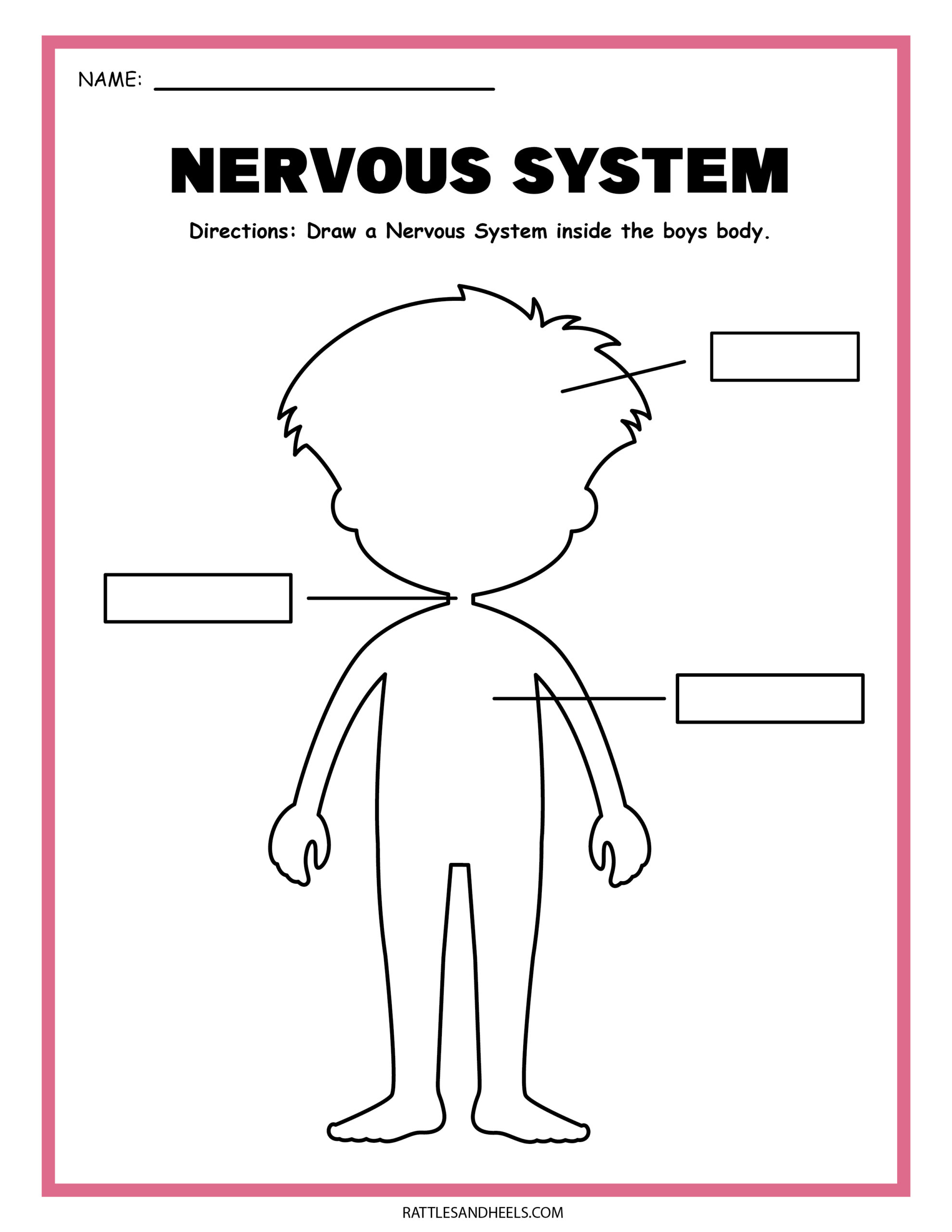 Free science worksheets the nervous system