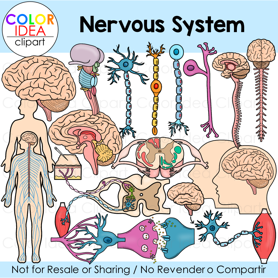 Nervous system made by teachers