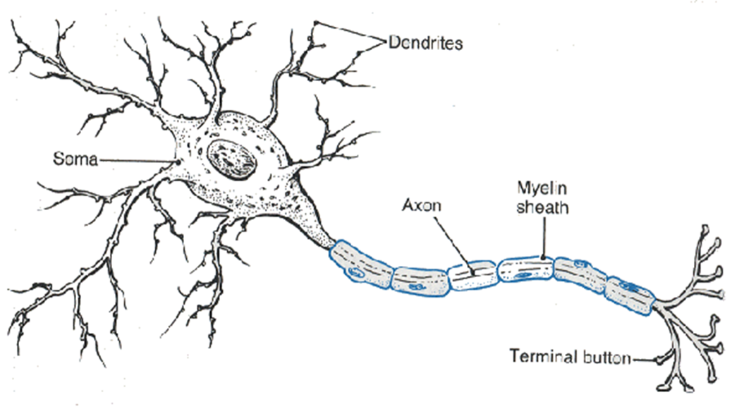 Nervous system