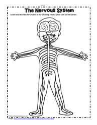 Human body printables worksheets