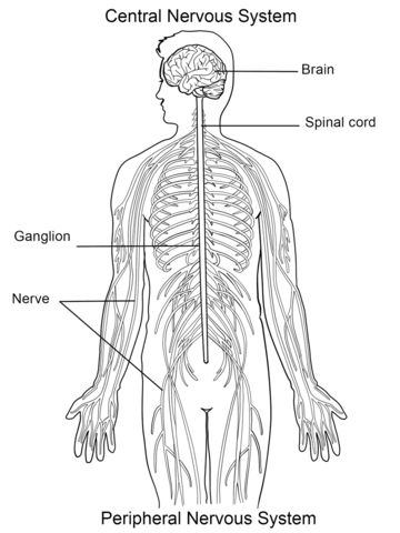 Nervous system coloring page free printable coloring pages nervous system nervous system diagram peripheral nervous system