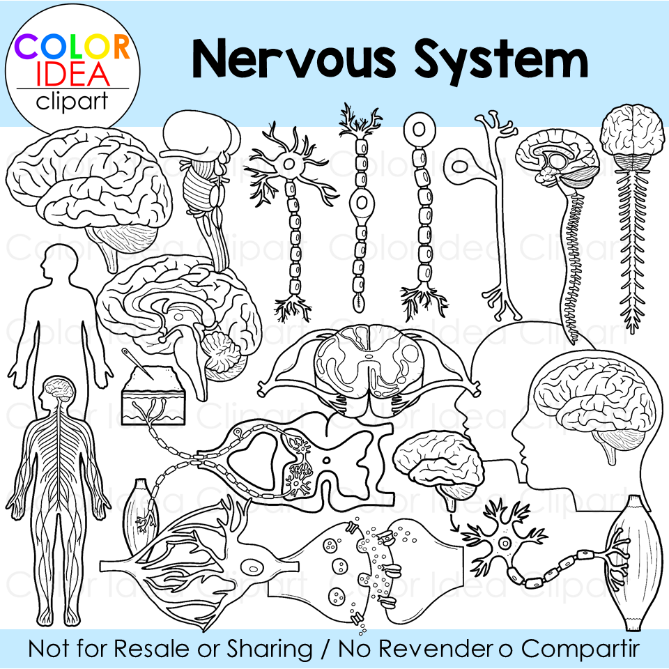 Nervous system made by teachers