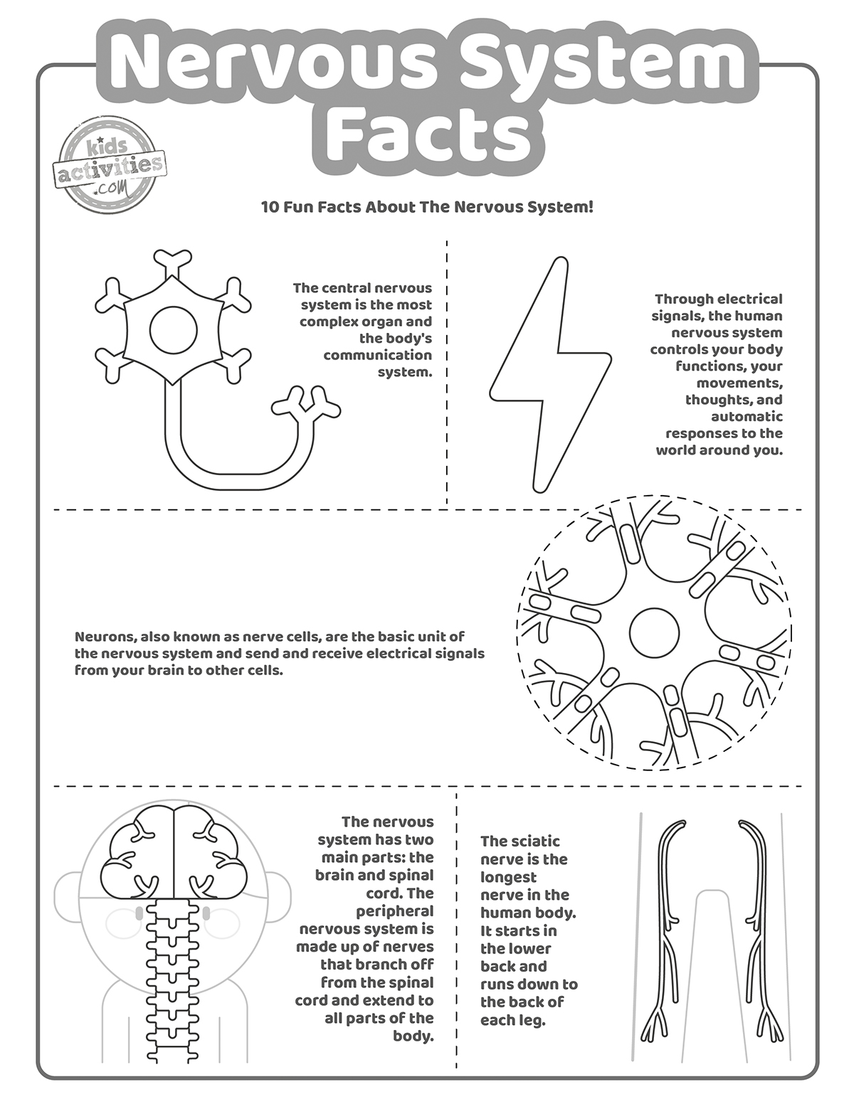 Neat facts about the nervous system facts kids activities blog