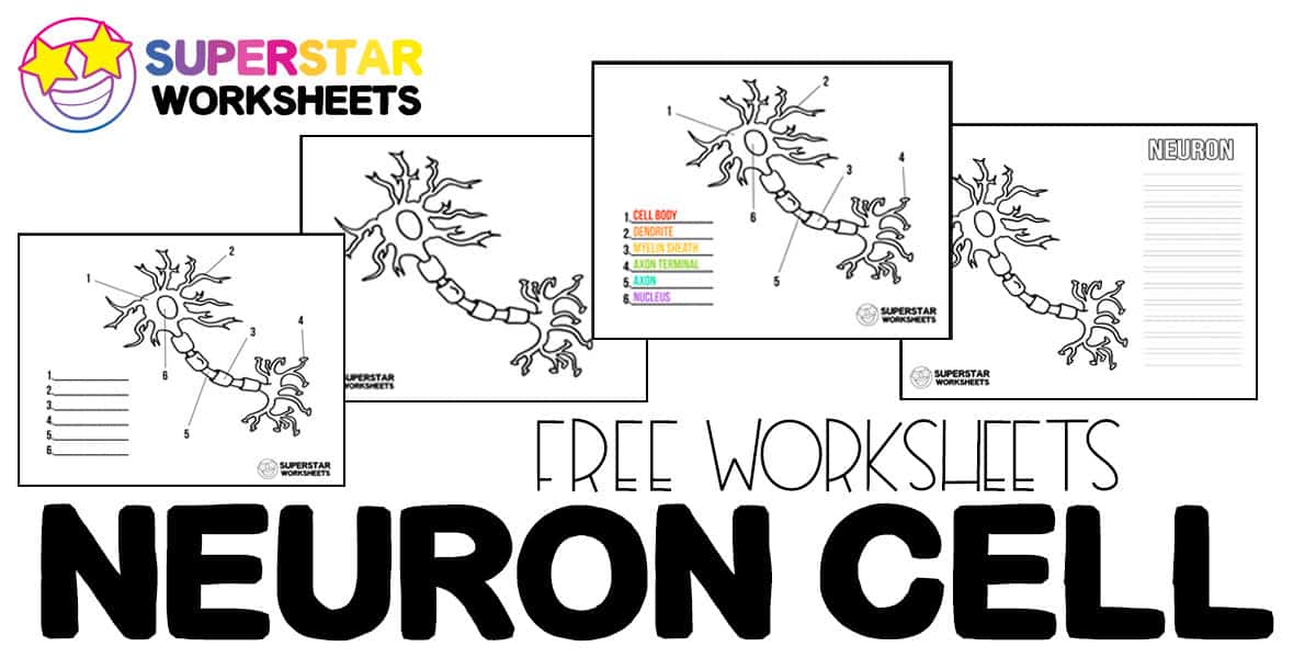 Neuron cell worksheets