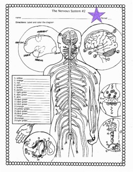 The human nervous system coloring and labeling activity by biology buff