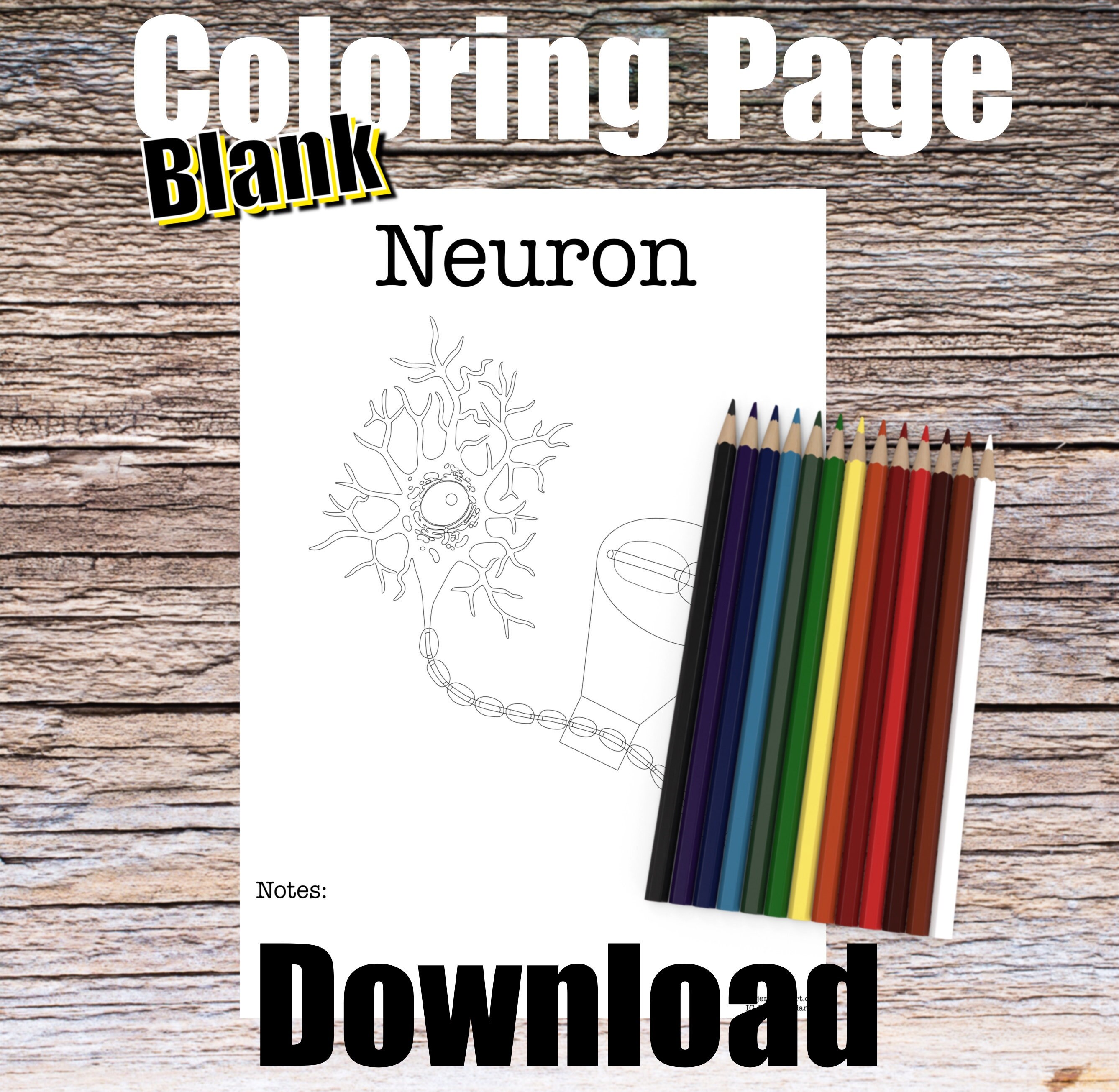 Neuron anatomy coloring page