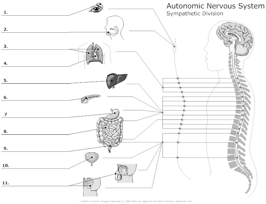 Nervous system worksheet