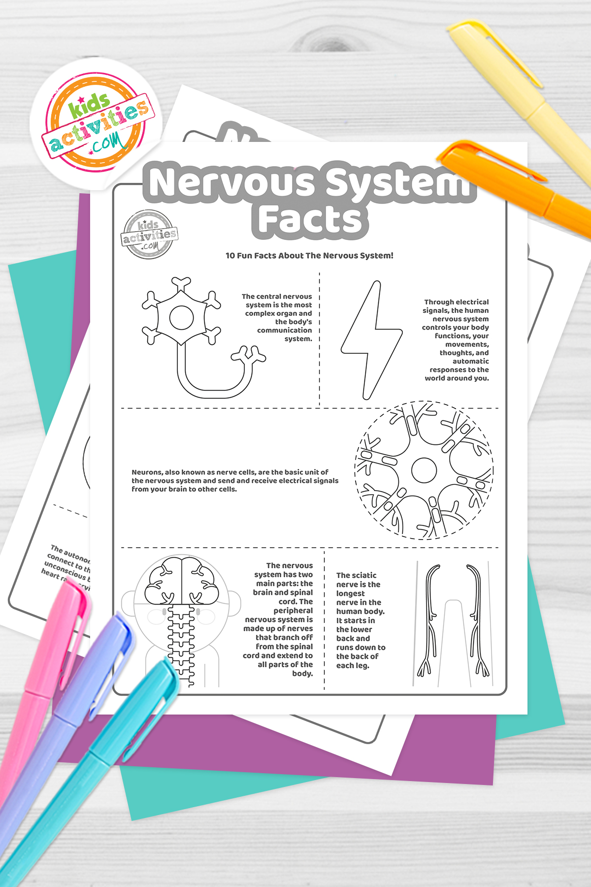 Neat facts about the nervous system facts kids activities blog