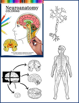 Neuroanatomy workbook coloring nervous system brain anatomy activity