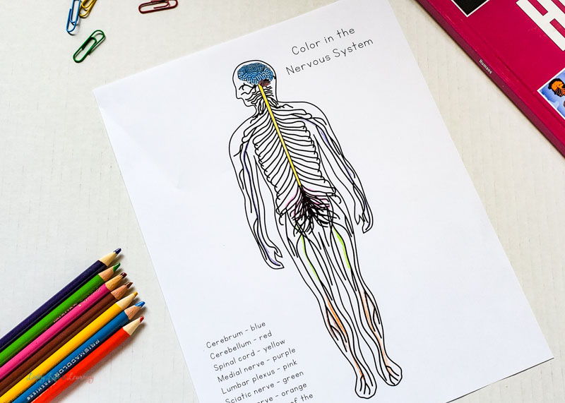 Curious scientist science study nervous system