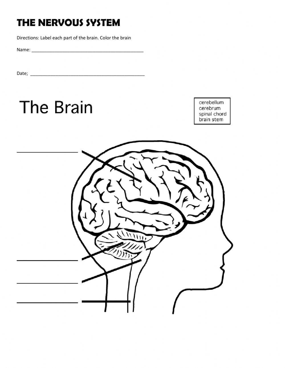 Nervous system interactive worksheet for