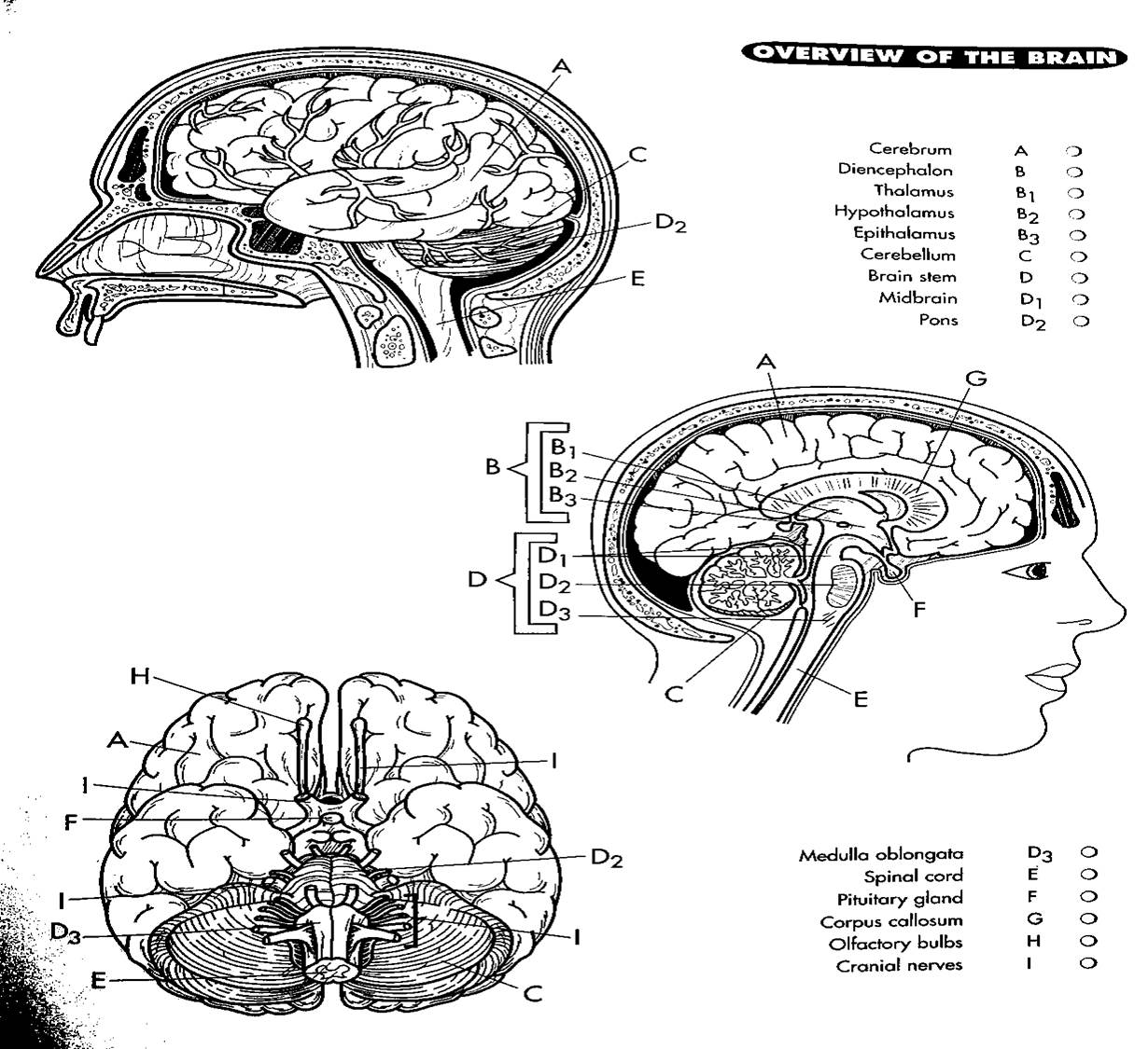 Nervous system