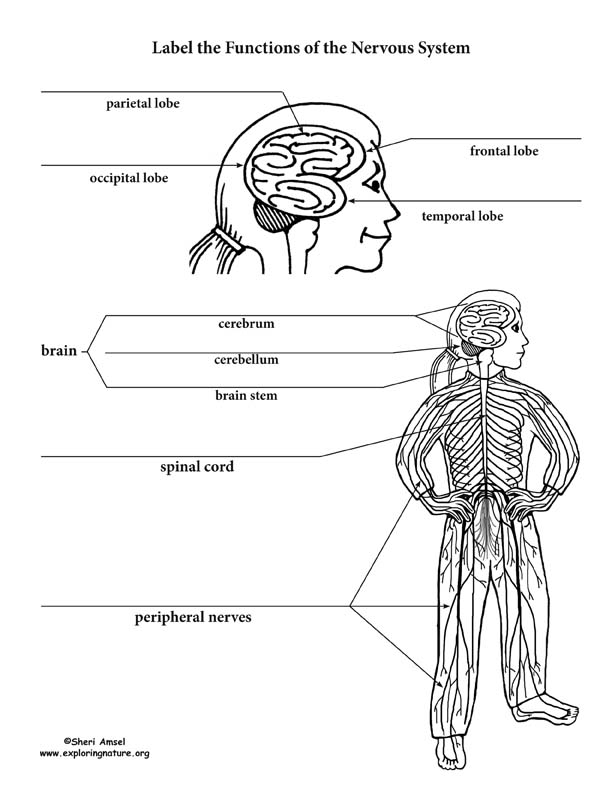 Nervous system parts and functions labeling page