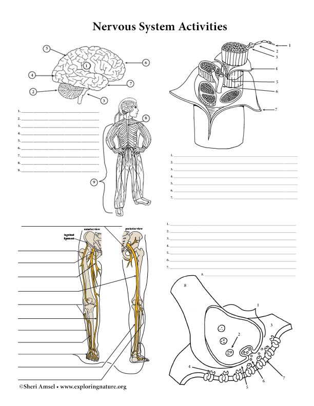 Nervous system structure and function labeling and coloring activities