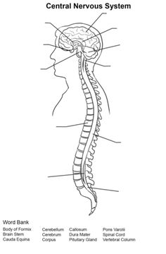 Central nervous system worksheet coloring page from anatomy category select from printable â nervous system anatomy nervous system central nervous system