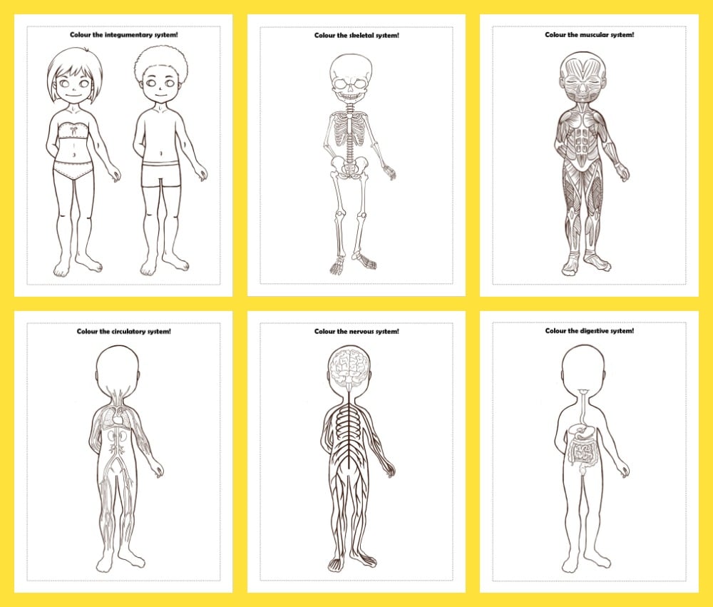 Anatomy colouring pages drawing prompts for kids adventure in a box