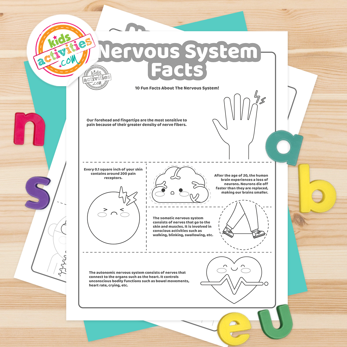 Neat facts about the nervous system facts kids activities blog