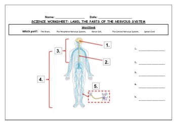 Science worksheet label parts of the nervous system made by teachers