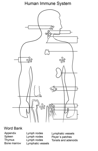 Immune system worksheet coloring page free printable coloring pages