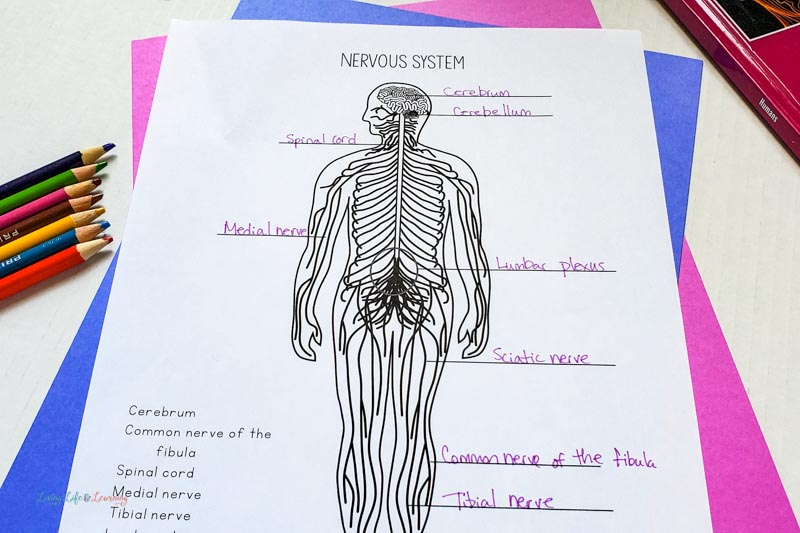 Nervous system worksheets for kids