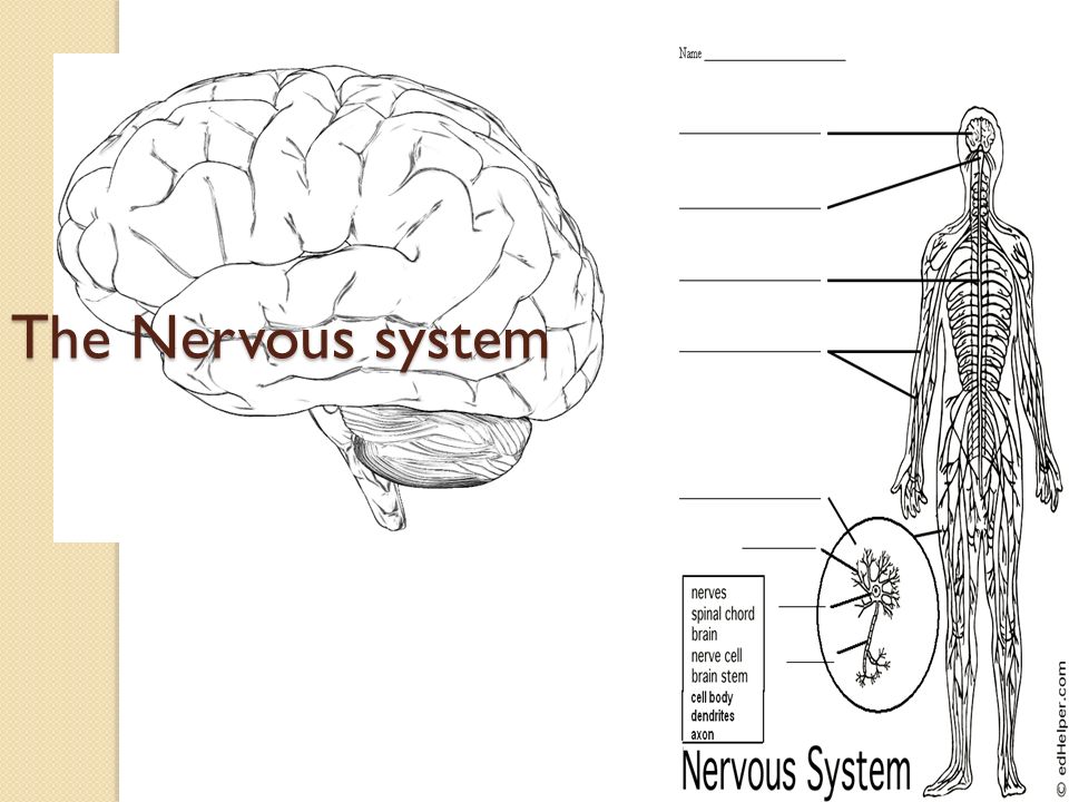 The nervous system do now put together the puzzle without talking making eye contact or using hand gestures did you find this difficult what would