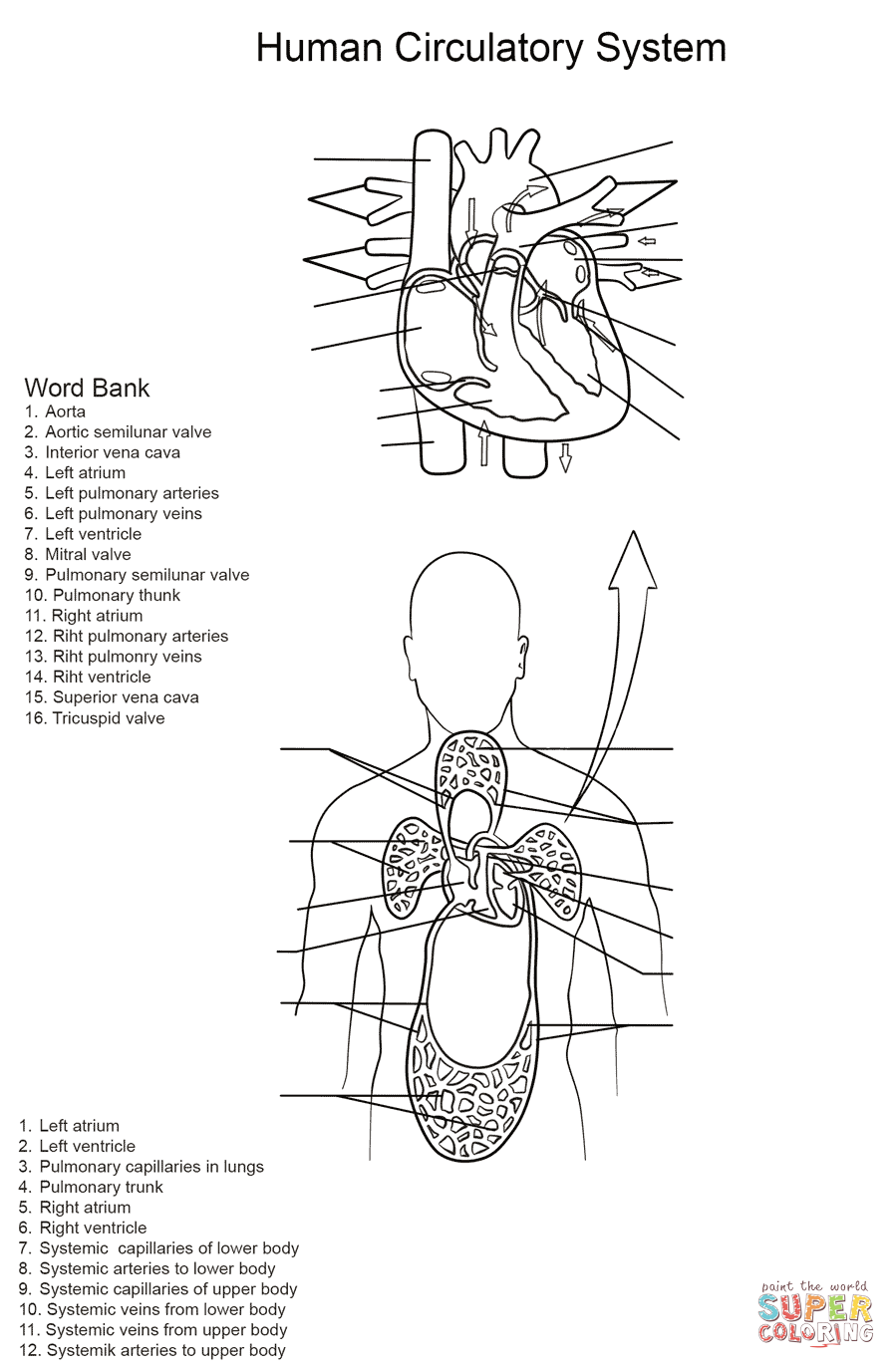 Human circulatory system worksheet coloring page free printable coloring pages