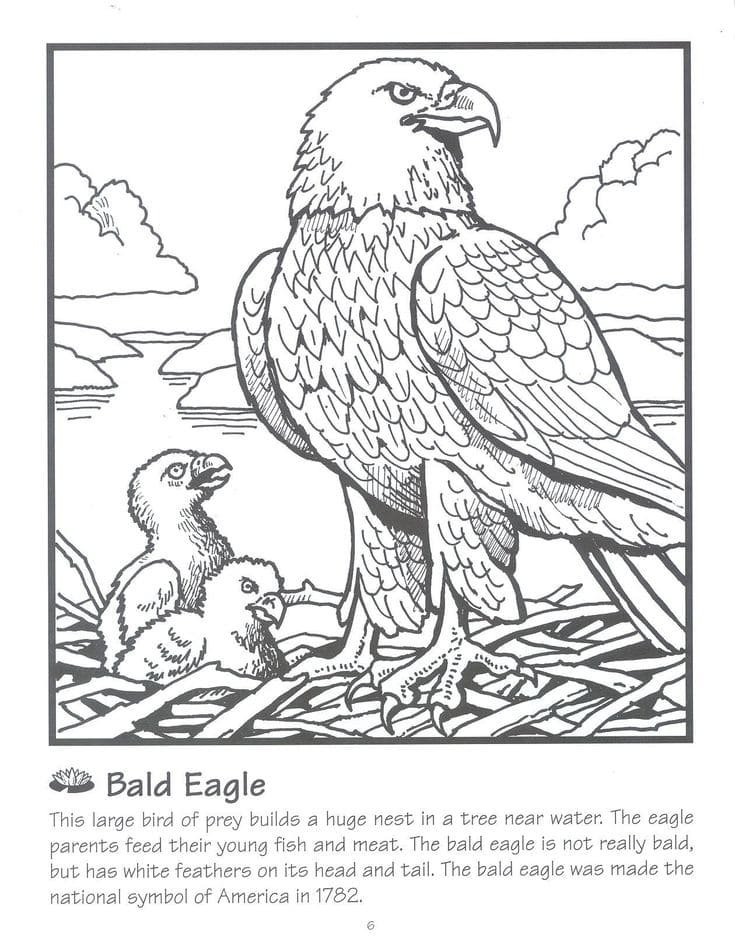 Bald eagle coloring pages printable for free download