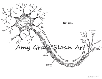 Neuron anatomy coloring page by amy grace sloan tpt